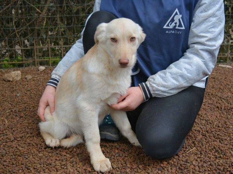 Adotta un cane, taglia media, femmina, Roma