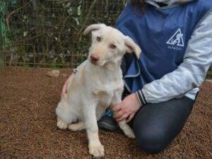Vuoi adottare un cane a Roma?