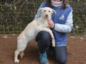 Adotta il cane Nanciette a Roma