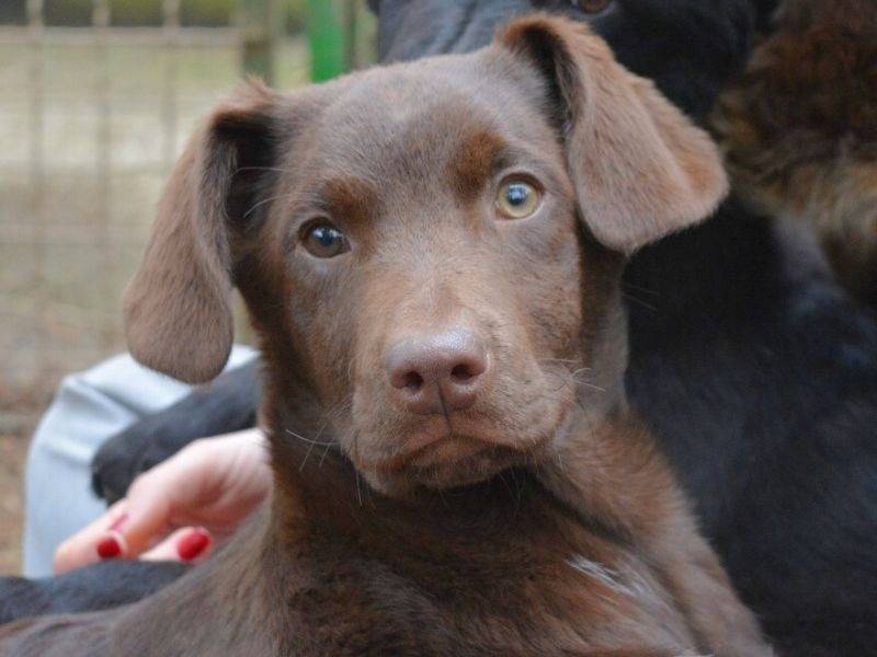 Foto dell'animale
