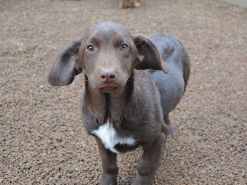 Adotta un cane, maschio, 5 mesi, Roma