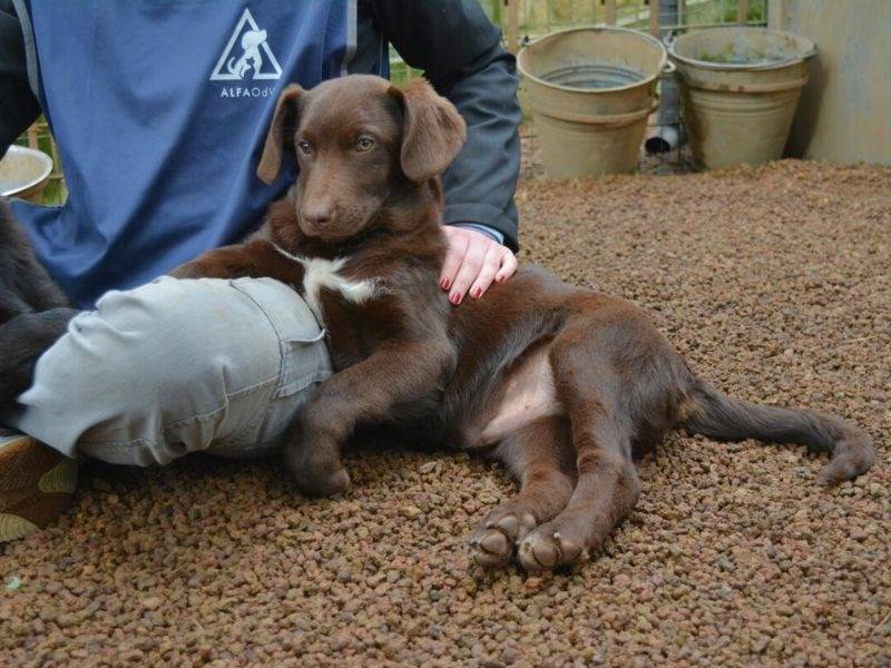 Adotta un cane, taglia media, maschio, Roma