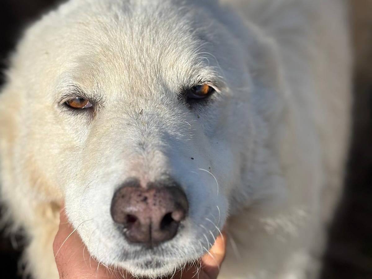Adotta un cane, femmina, 1 anno, Latina