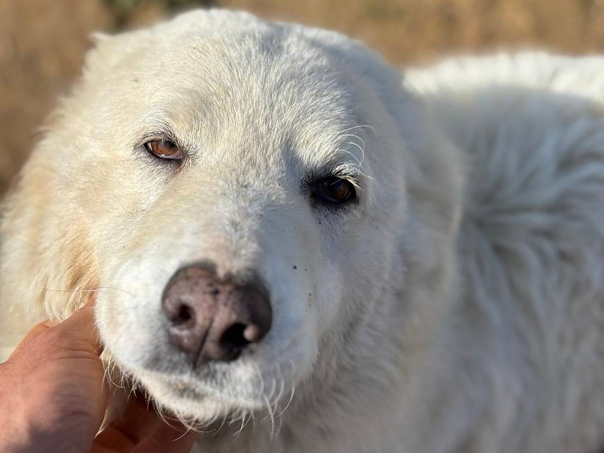 Adotta un cane, taglia media, femmina, Latina