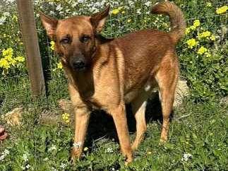 Adotta un cane, maschio, 1 anno e 1 mese, Padova