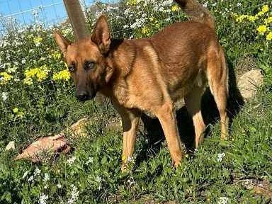 Adotta un cane, taglia media, maschio, Padova