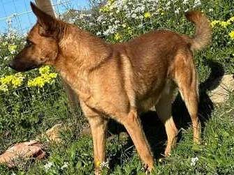 Vuoi adottare un cane a Padova?