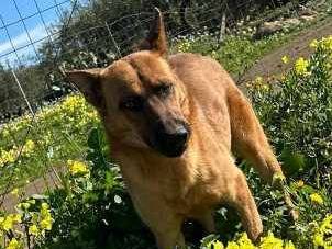 Adotta il cane REX a Padova