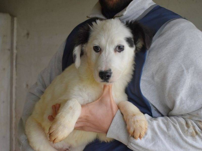 Adotta un cane, maschio, 7 mesi, Roma