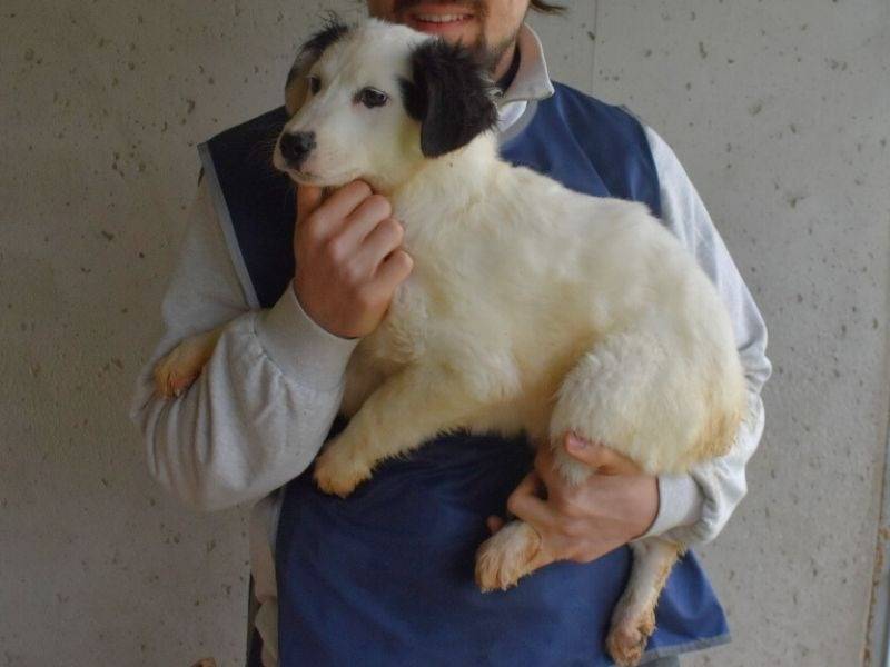 Adotta un cane, taglia media contenuta, maschio, Roma