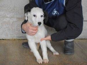 Vuoi adottare un cane a Roma?