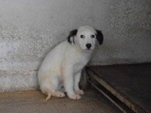Adotta il cane Rynaldo a Roma