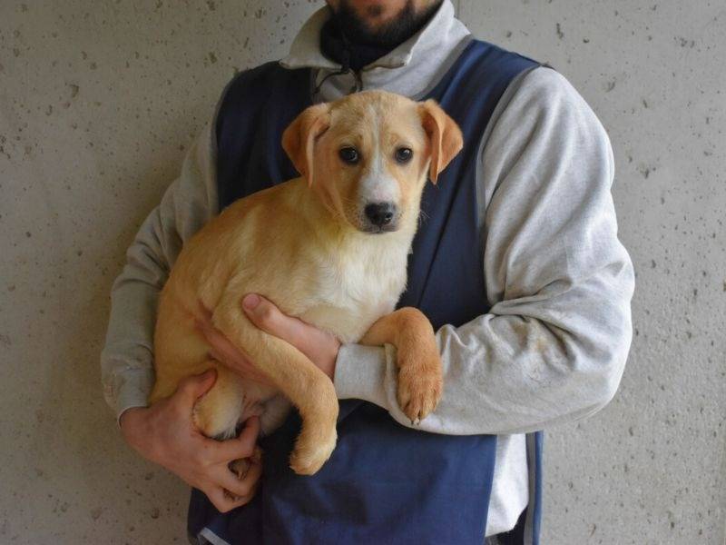 Adotta un cane, maschio, 8 mesi, Roma