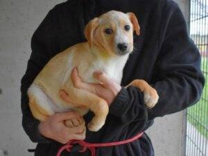 Adotta il cane Rodrigue a Roma