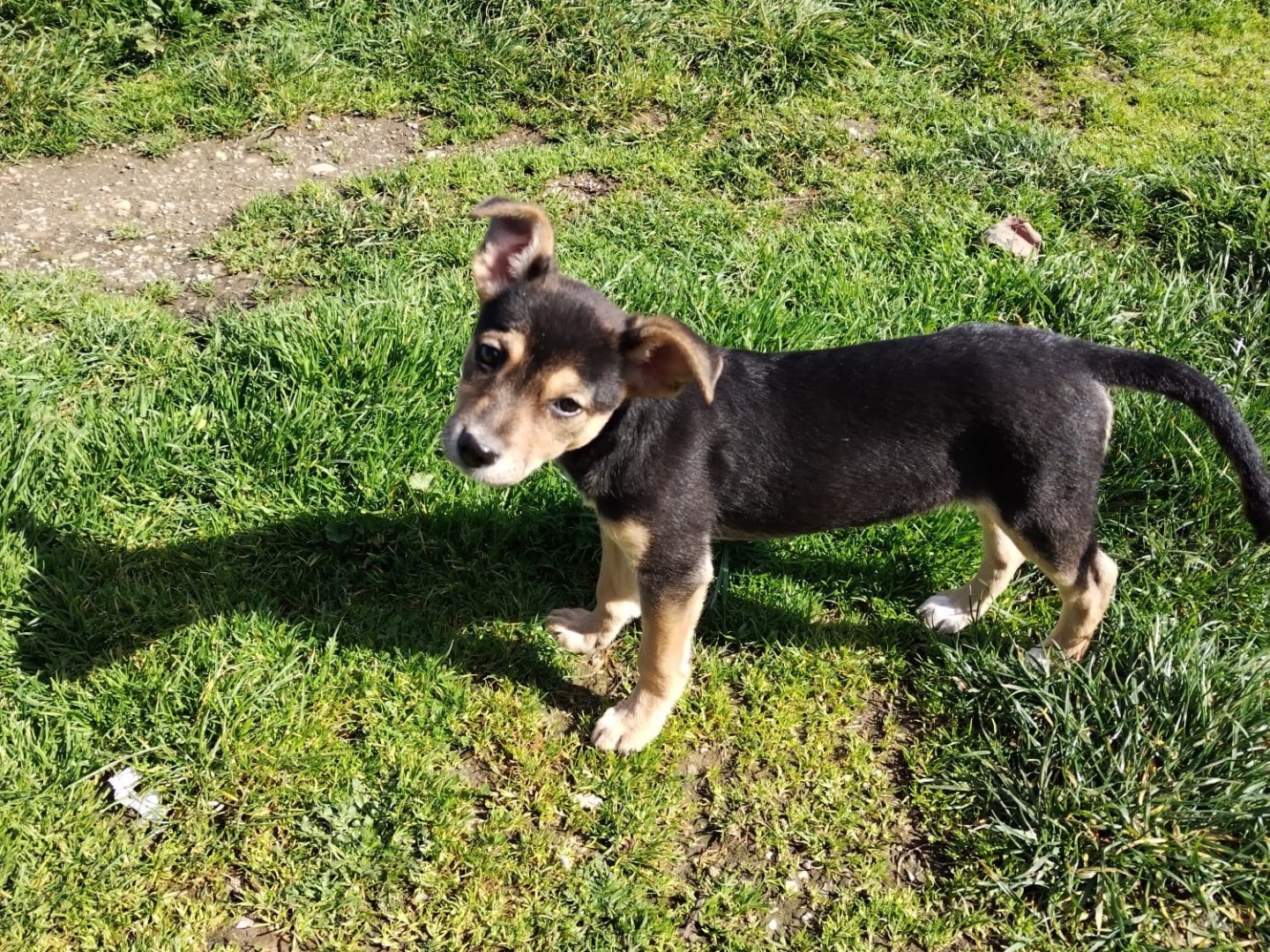 Adotta un cane, femmina, 7 mesi, Firenze