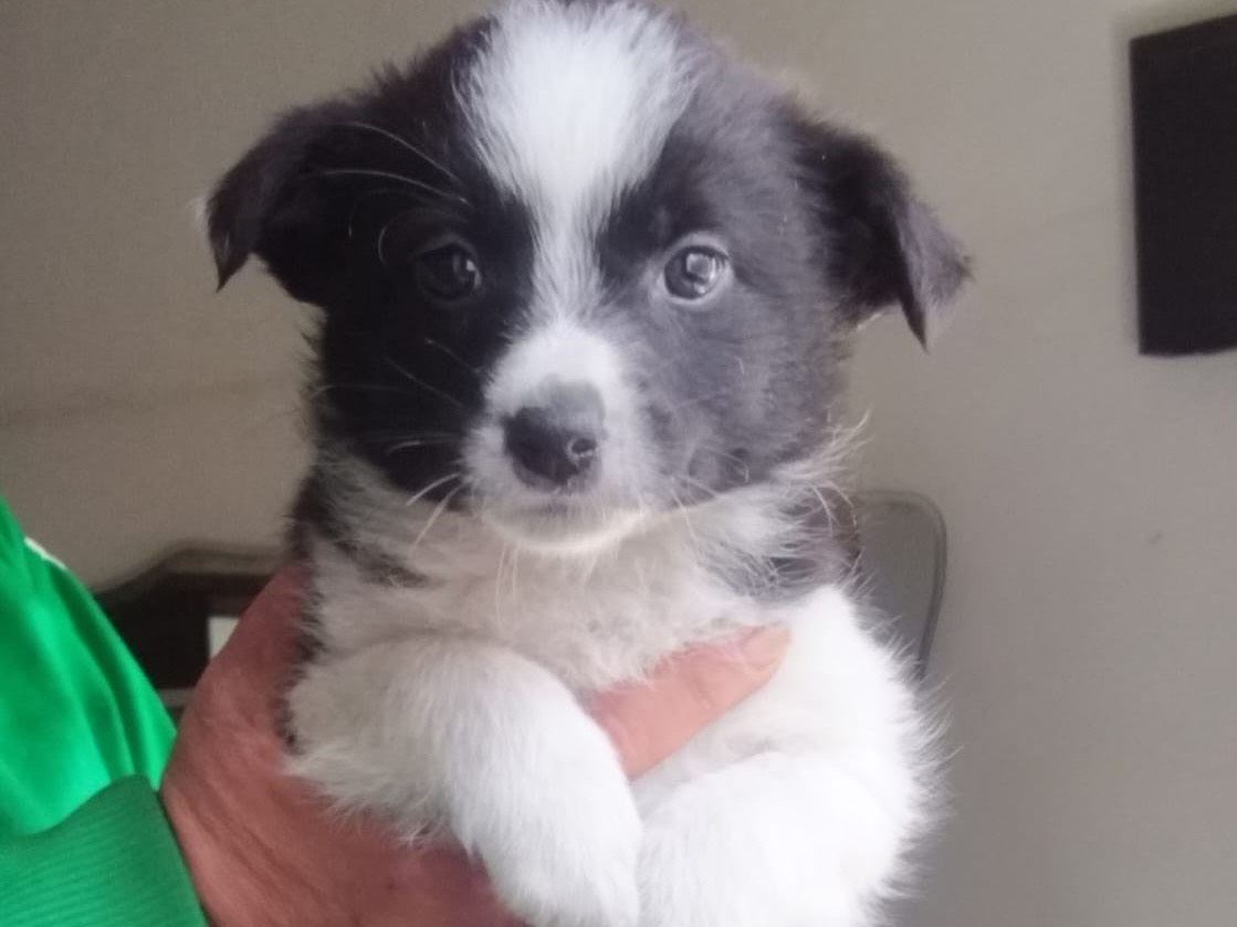 Adozione cane, femmina, Razza sconosciuta Razza sconosciuta, 1 anno, taglia media, Firenze