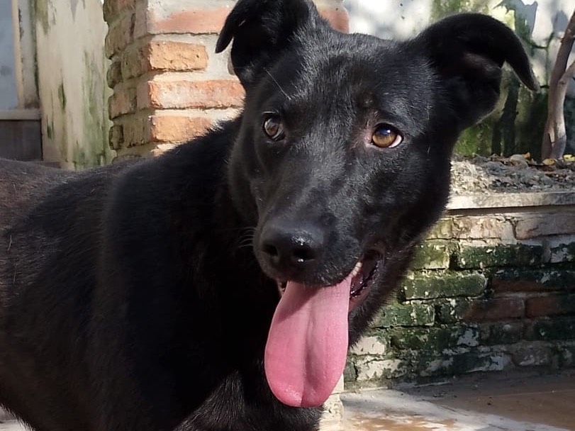 Foto dell'animale