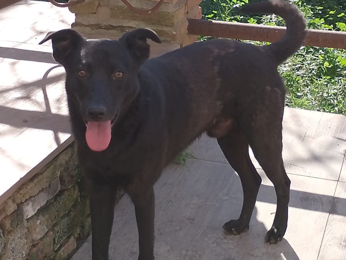 Adotta un cane, maschio, 1 anno e 1 mese, Reggio