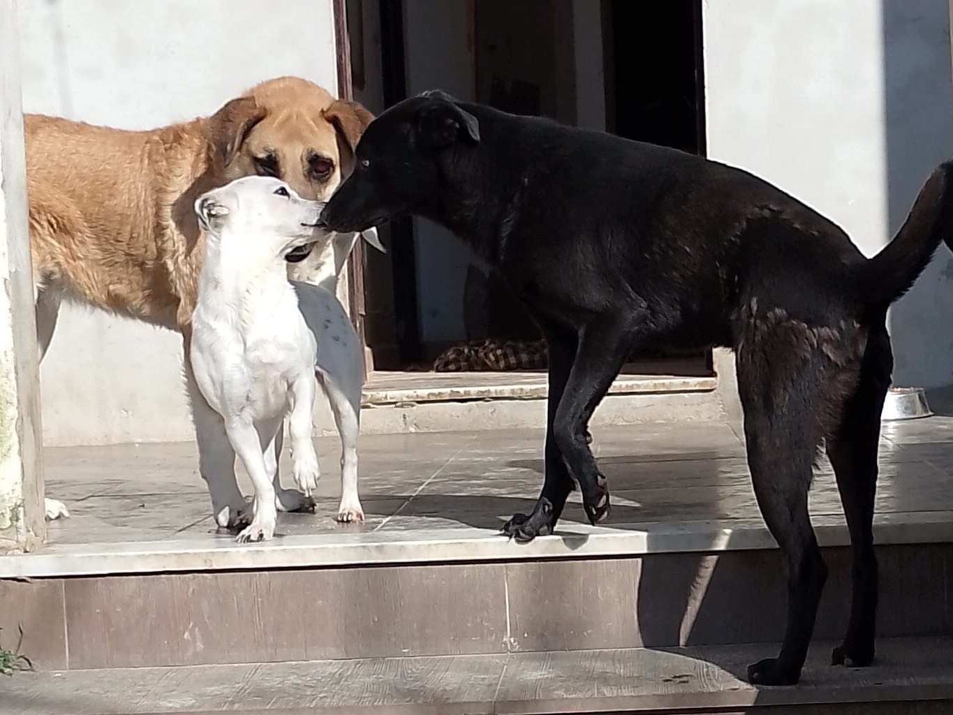 Adotta un cane, taglia media, maschio, Reggio