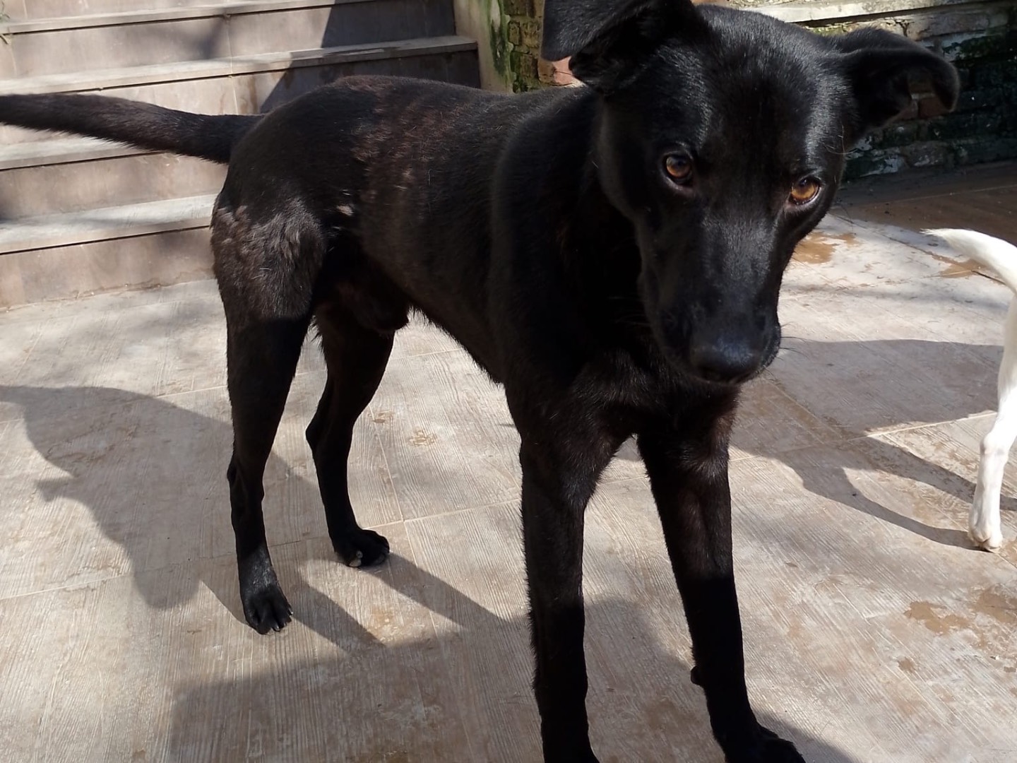 Vuoi adottare un cane a Reggio?