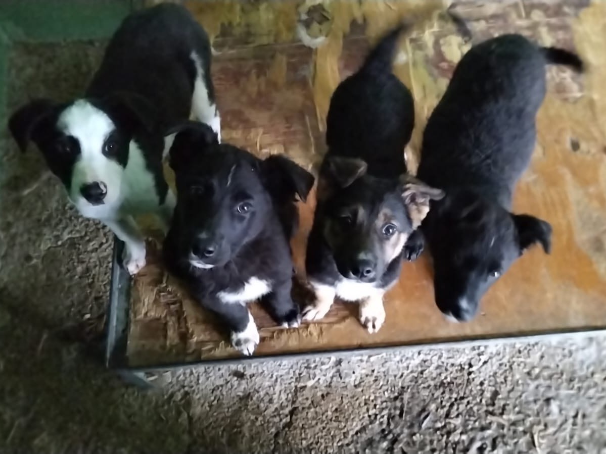 Foto dell'animale