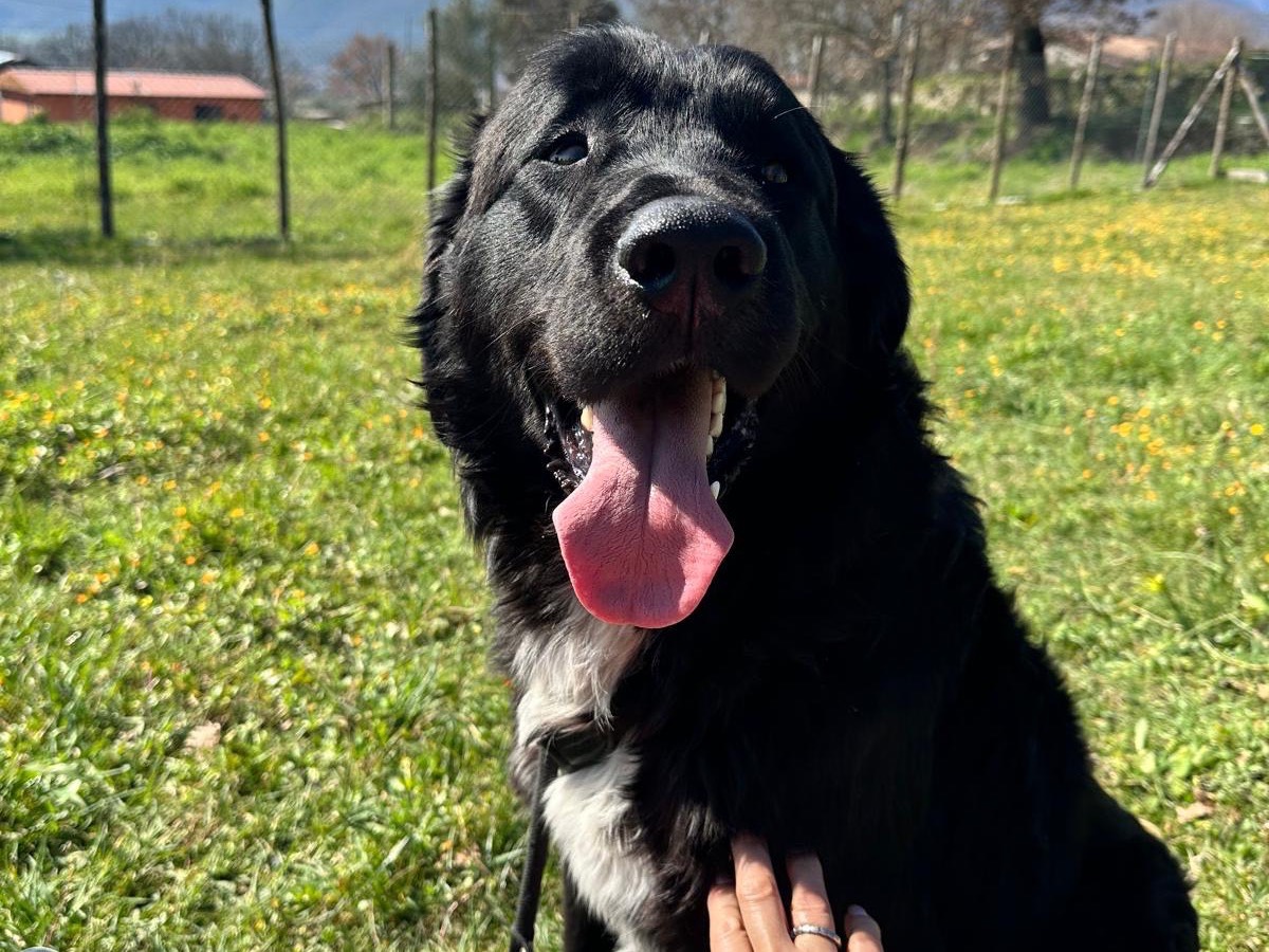 Foto dell'animale