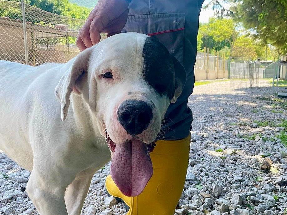 Adotta un cane, maschio, 2 anni  e 5 mesi , Salerno