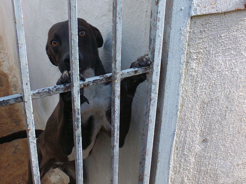 Foto dell'animale