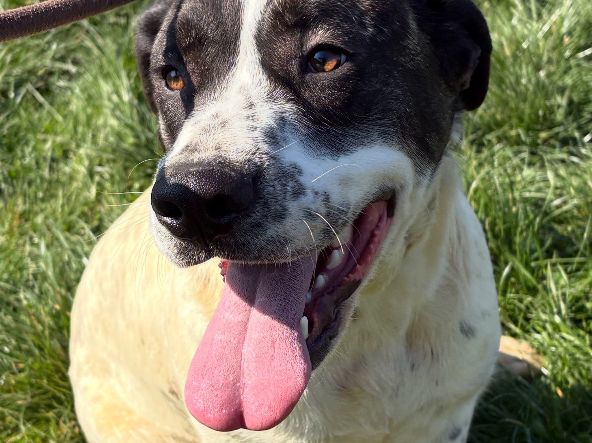Adozione cane, femmina, Razza sconosciuta Razza sconosciuta, 8 mesi, taglia media contenuta, Frosinone