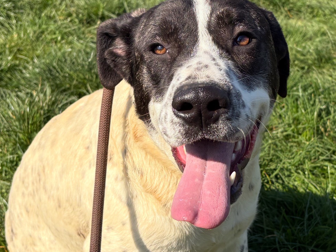 Adotta un cane, femmina, 8 mesi, Frosinone