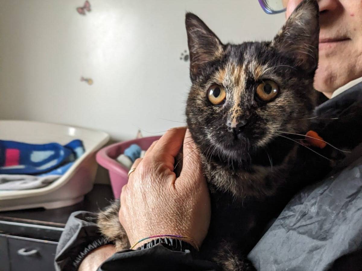 Adotta un gatto, femmina, 8 mesi, Caserta