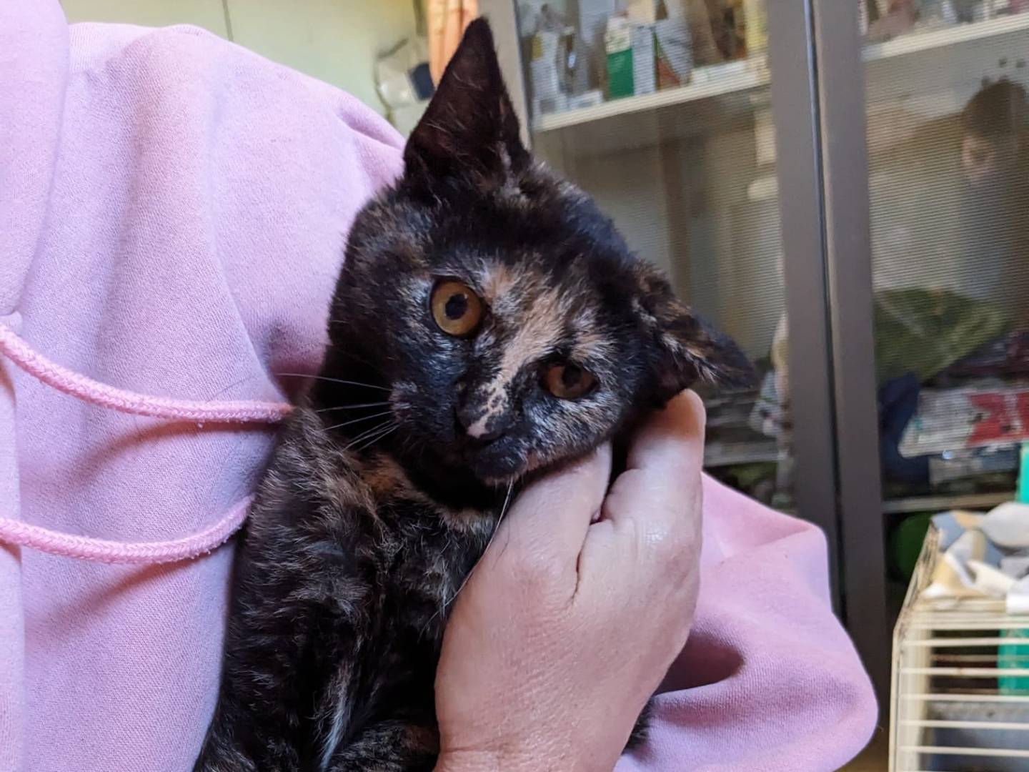 Adotta un gatto, taglia non valida, femmina, Caserta