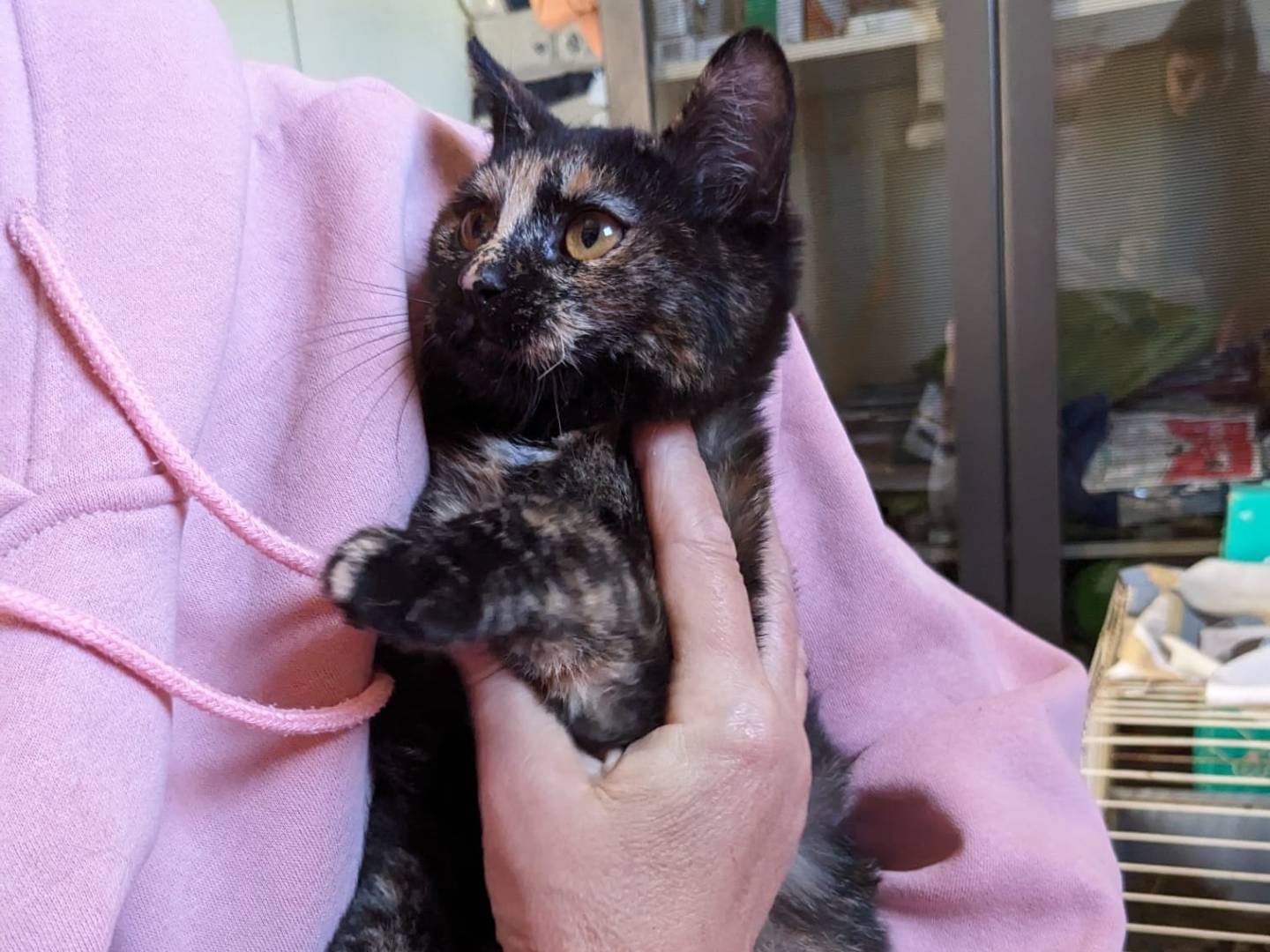 Vuoi adottare un gatto a Caserta?