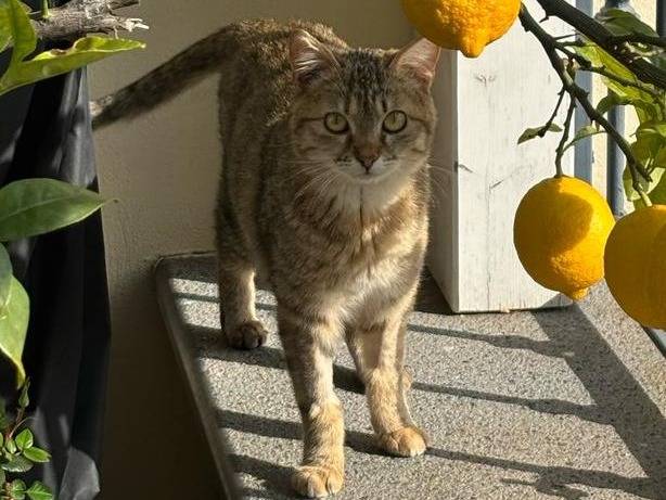 Foto dell'animale