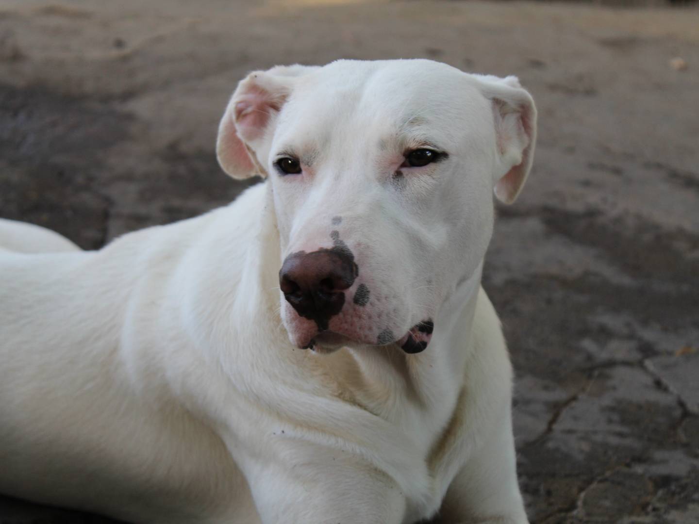 Adotta un cane, maschio, 1 anno e 3 mesi , Catania