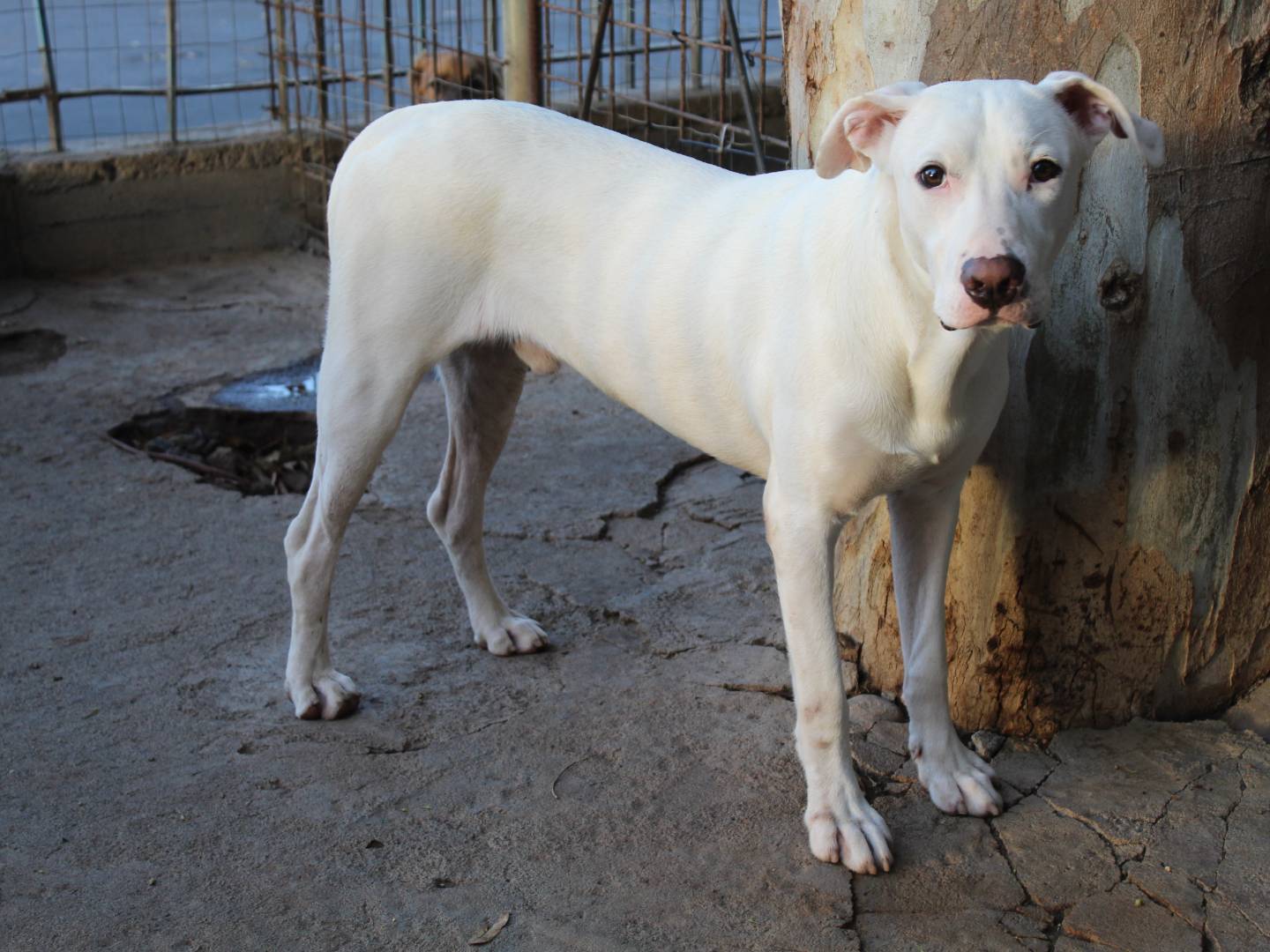 Adotta un cane, taglia media, maschio, Catania