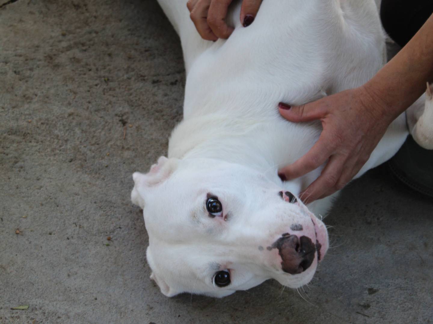 Vuoi adottare un cane a Catania?