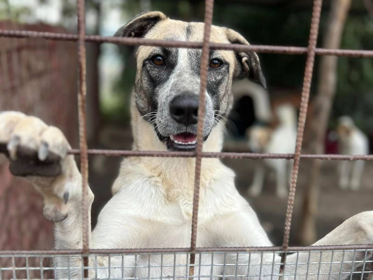 Adozione cane, femmina, Razza sconosciuta Razza sconosciuta, 3 anni  e 2 mesi , taglia media, Catania