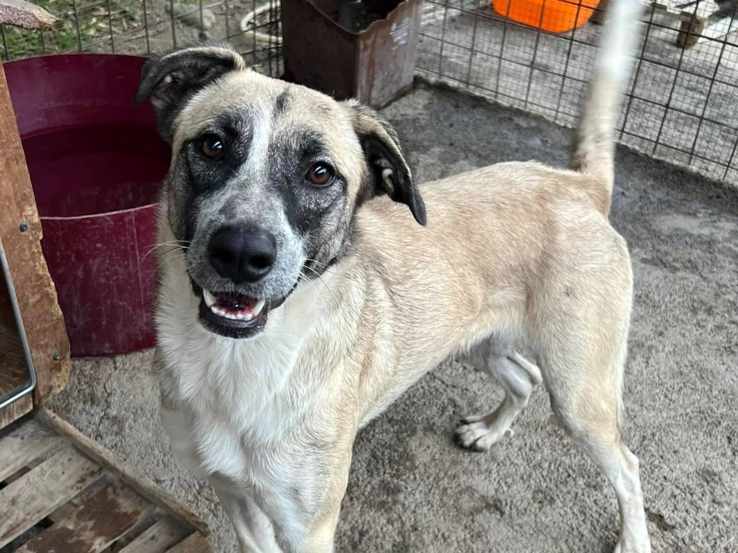 Adotta un cane, femmina, 3 anni  e 2 mesi , Catania