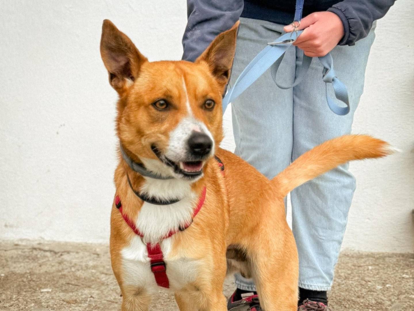 Adozione cane, maschio, Razza sconosciuta Razza sconosciuta, 4 anni, taglia media contenuta, Caserta