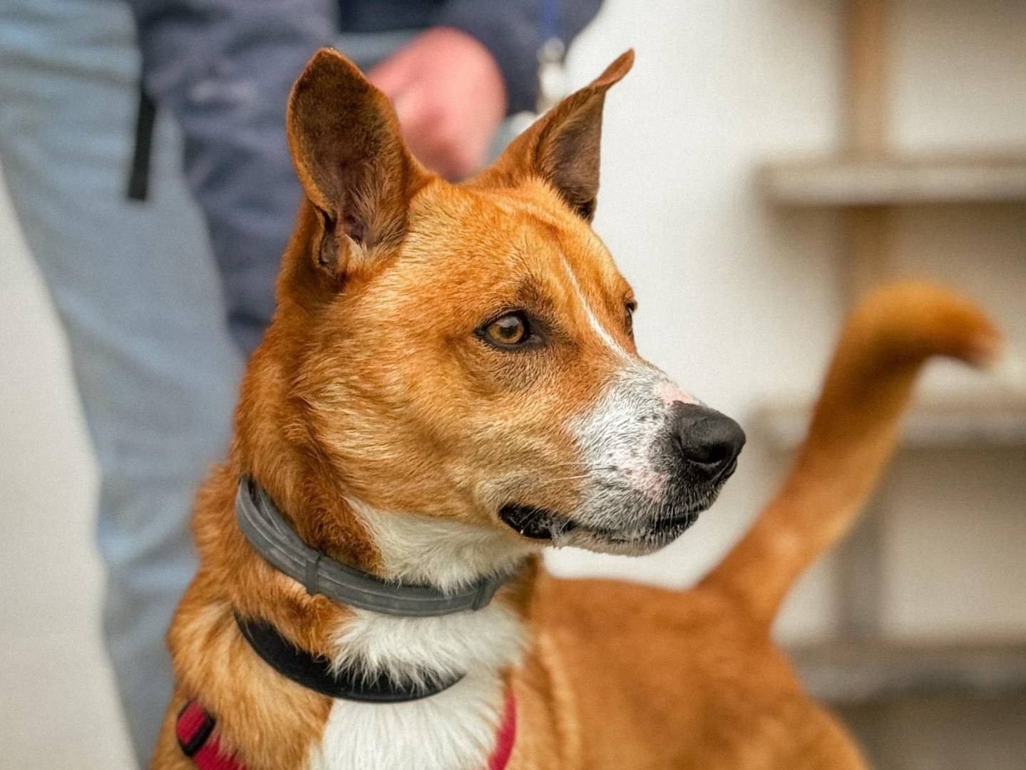 Adotta il cane LEO BROWN  a Caserta