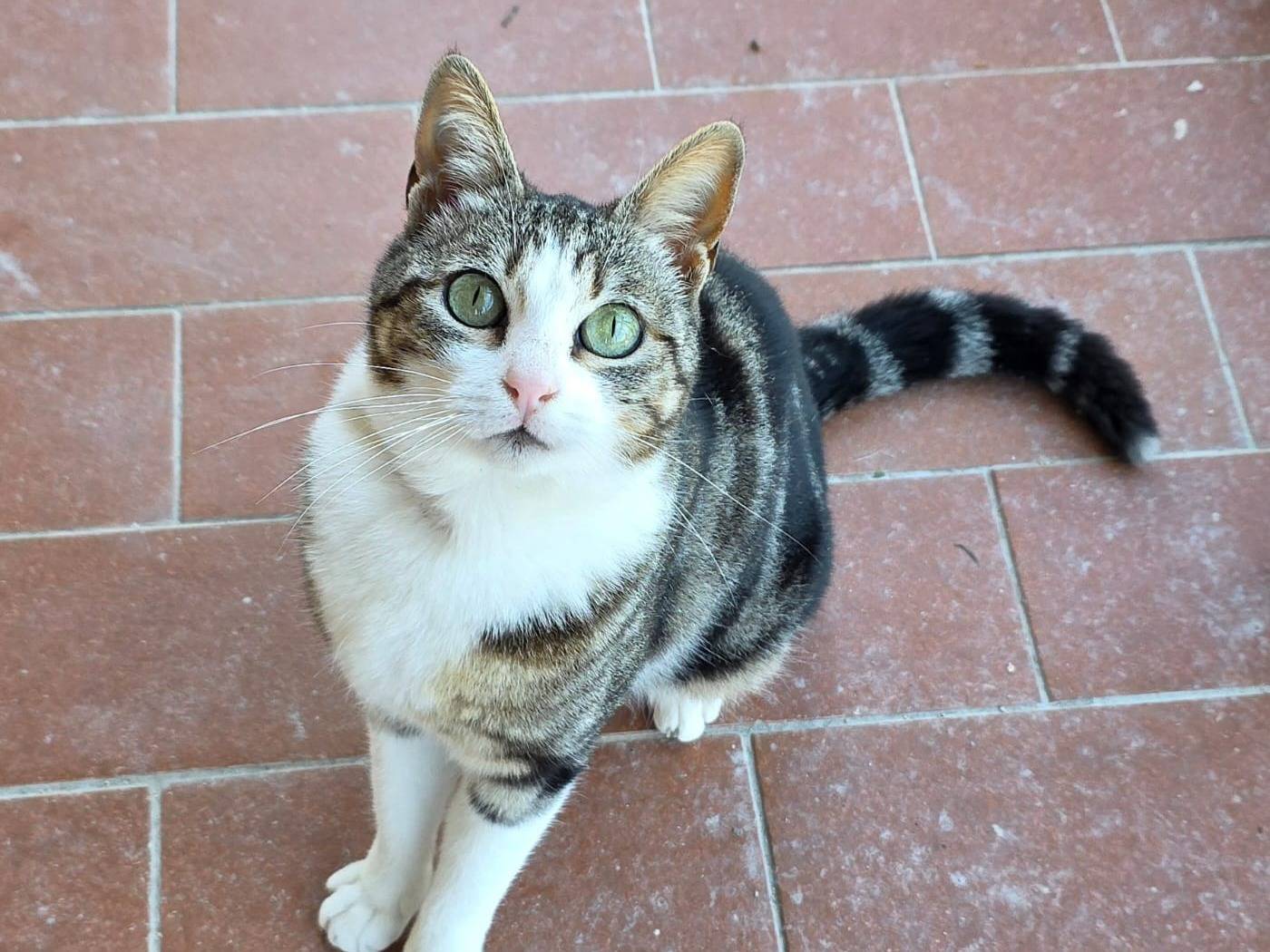 Foto dell'animale