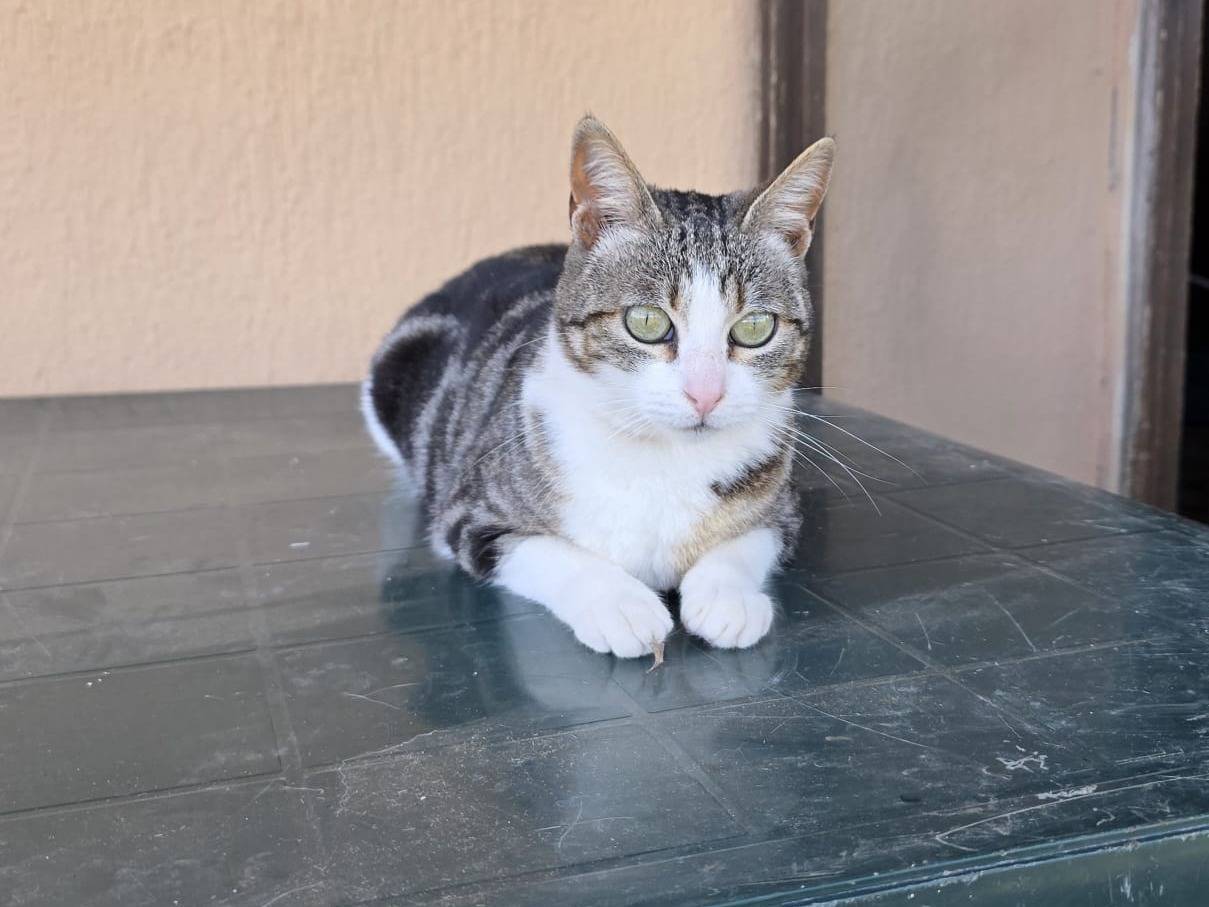 Adotta un gatto, femmina, 1 anno e 4 mesi , Roma