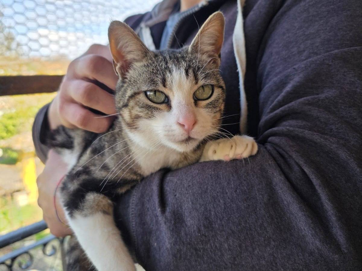 Adotta un gatto, taglia non valida, femmina, Roma