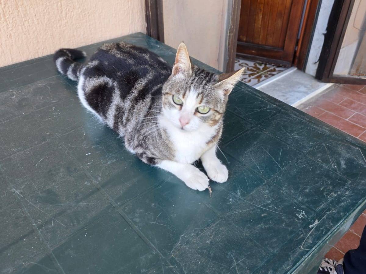 Vuoi adottare un gatto a Roma?