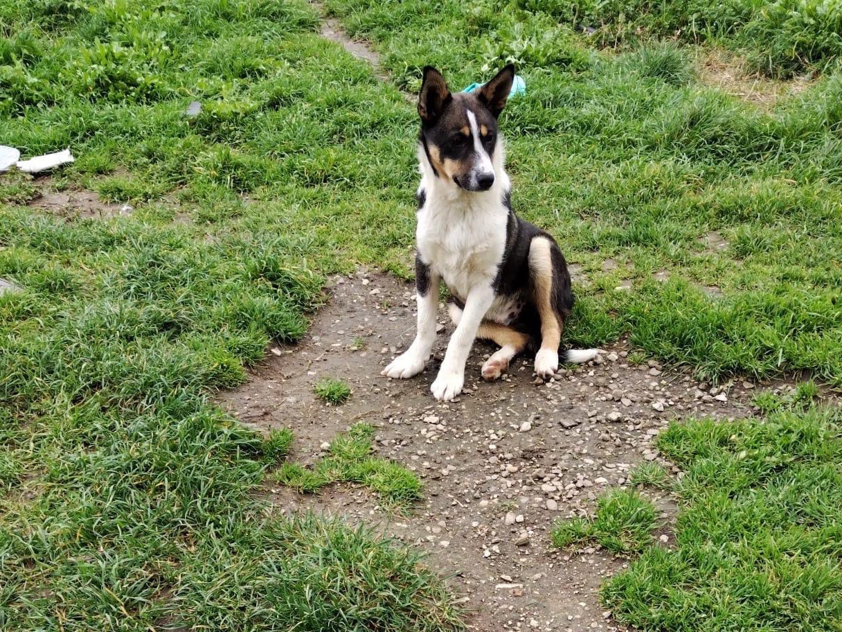 Adotta un cane, maschio, 7 mesi, Benevento
