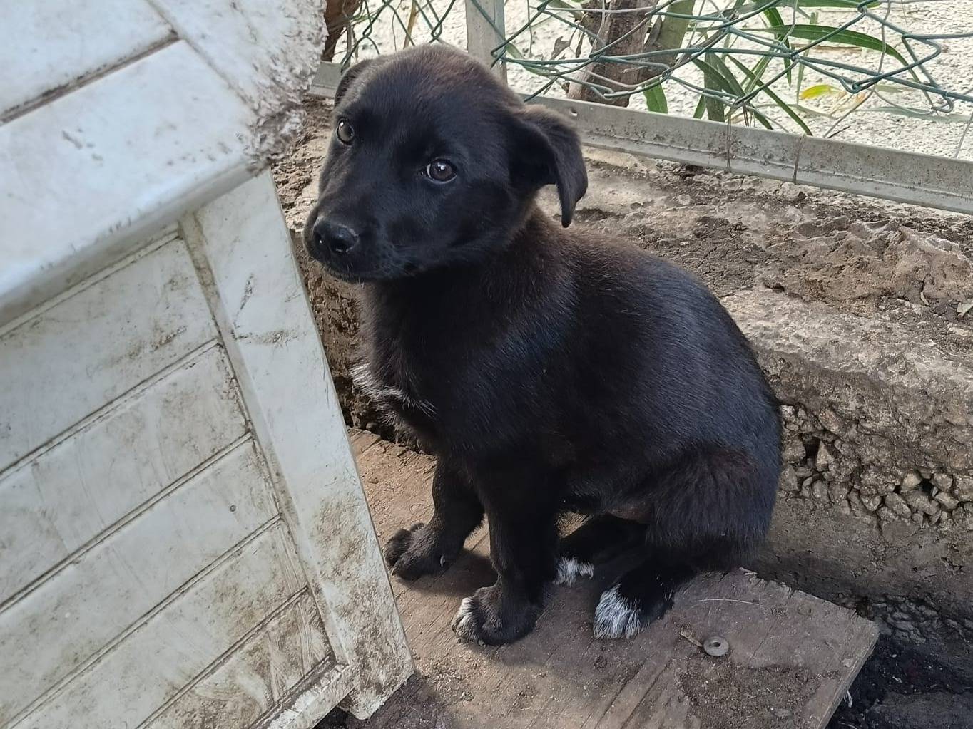 Adozione cane, femmina, Labrador Retriever Razza sconosciuta, 2 mesi, taglia media, Catania