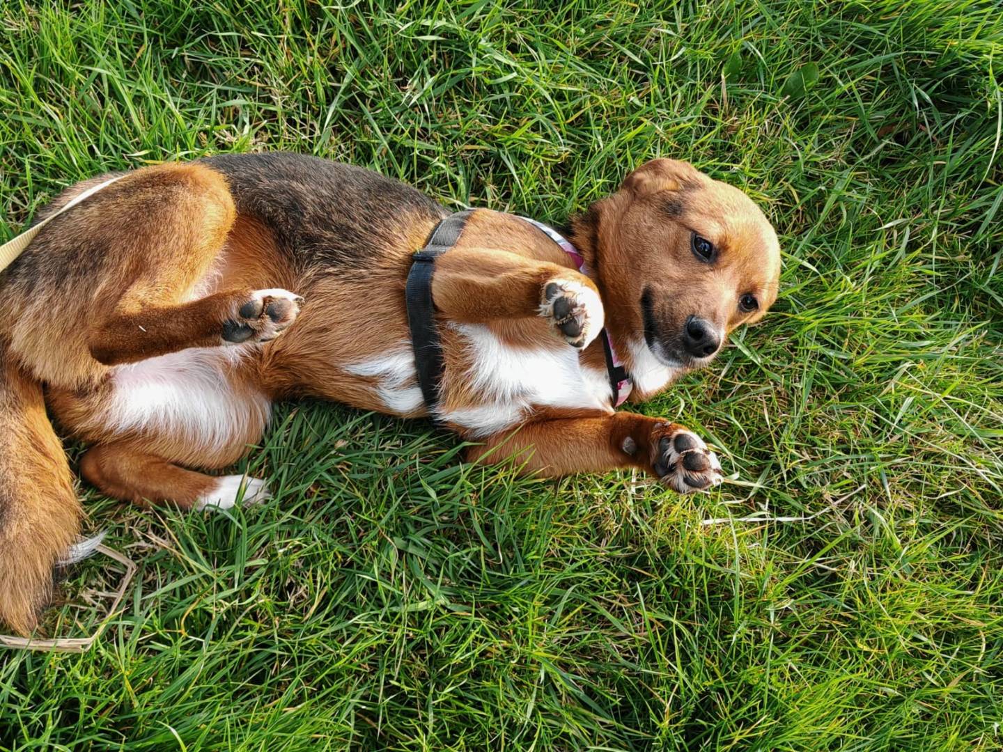 Adozione cane, femmina, Razza sconosciuta Razza sconosciuta, 2 anni  e 2 mesi , taglia piccola, Salerno