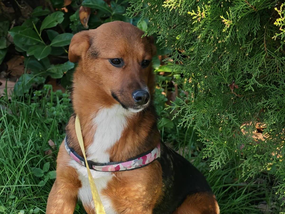 Adotta un cane, femmina, 2 anni  e 2 mesi , Salerno
