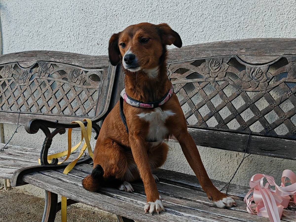 Adotta un cane, taglia piccola, femmina, Salerno
